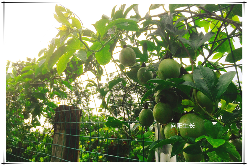 MG冰球突破试玩--手机版app官网